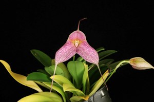 Masdevallia Memoria Gerardus Staal Dexter HCC/AOS 76 pts.